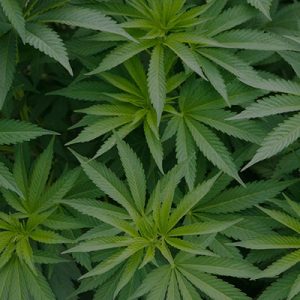 About Cannabis Law